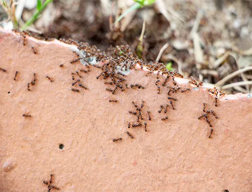 Dedetização de Formigas na Zona Sul